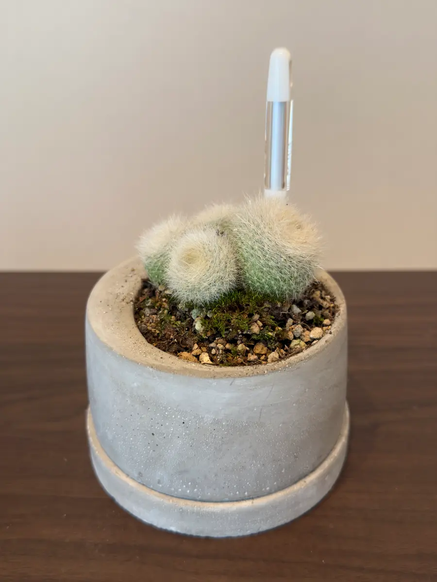 2024実生苗セットe⚠️ 4センチポット 新作2024実生苗セットe⚠️