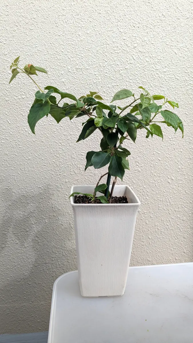 ブーゲンビリアについて教えてください。2週間ほど前に、ホ｜園芸