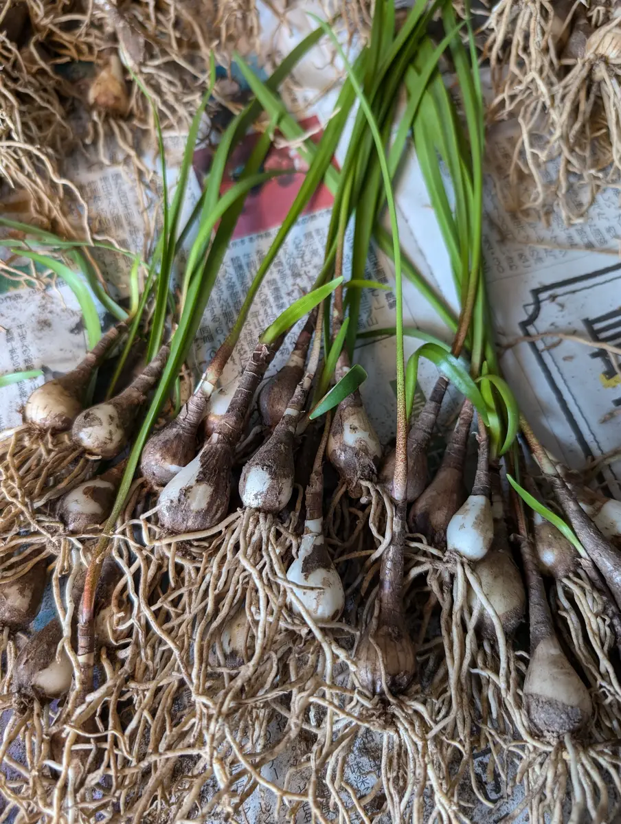 キルタンサス　オブリクス　巻きの強いクローン　球根一つ キルタンサス オブリクス 巻きの強いクローン 球根一つ 現品限り