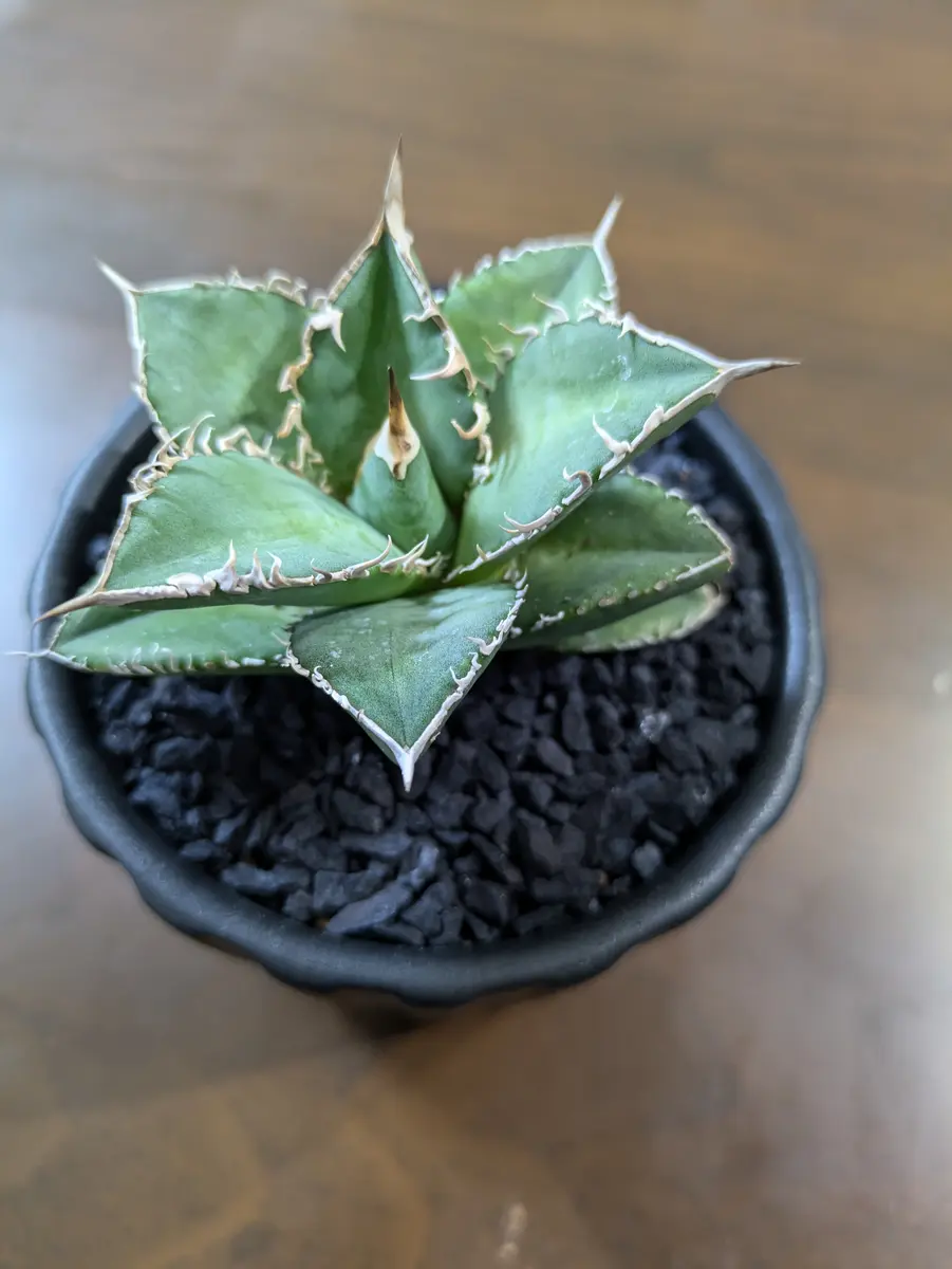 アガベ チタノタ実生 43 アガベ・チタノタの発芽を成功させるシンプル