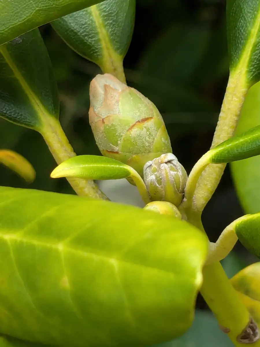 シャクナゲなんですが、ひと枝だけ蕾みたいなんが、出来てきま