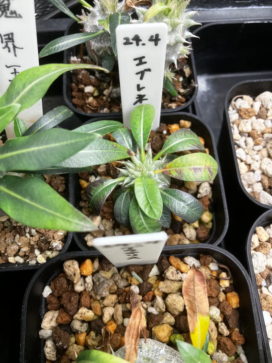 パキポディウム実生、葉の状態について24年4月に播種した実生｜園芸