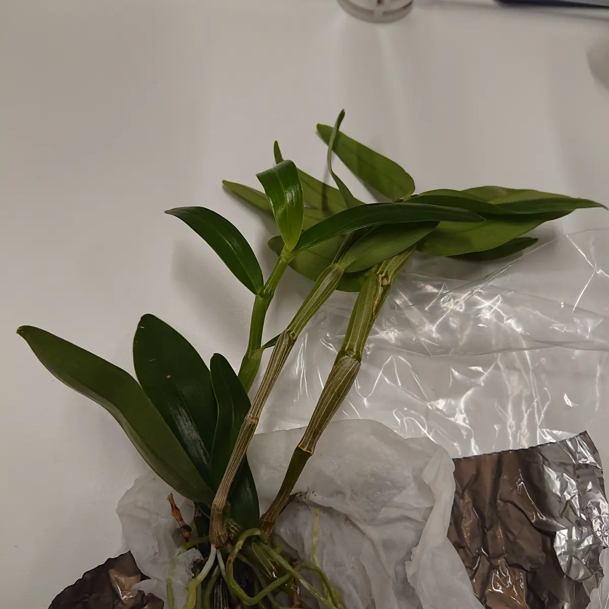 セッコクを職場でもらいました。何かに板付けして、育てたいと