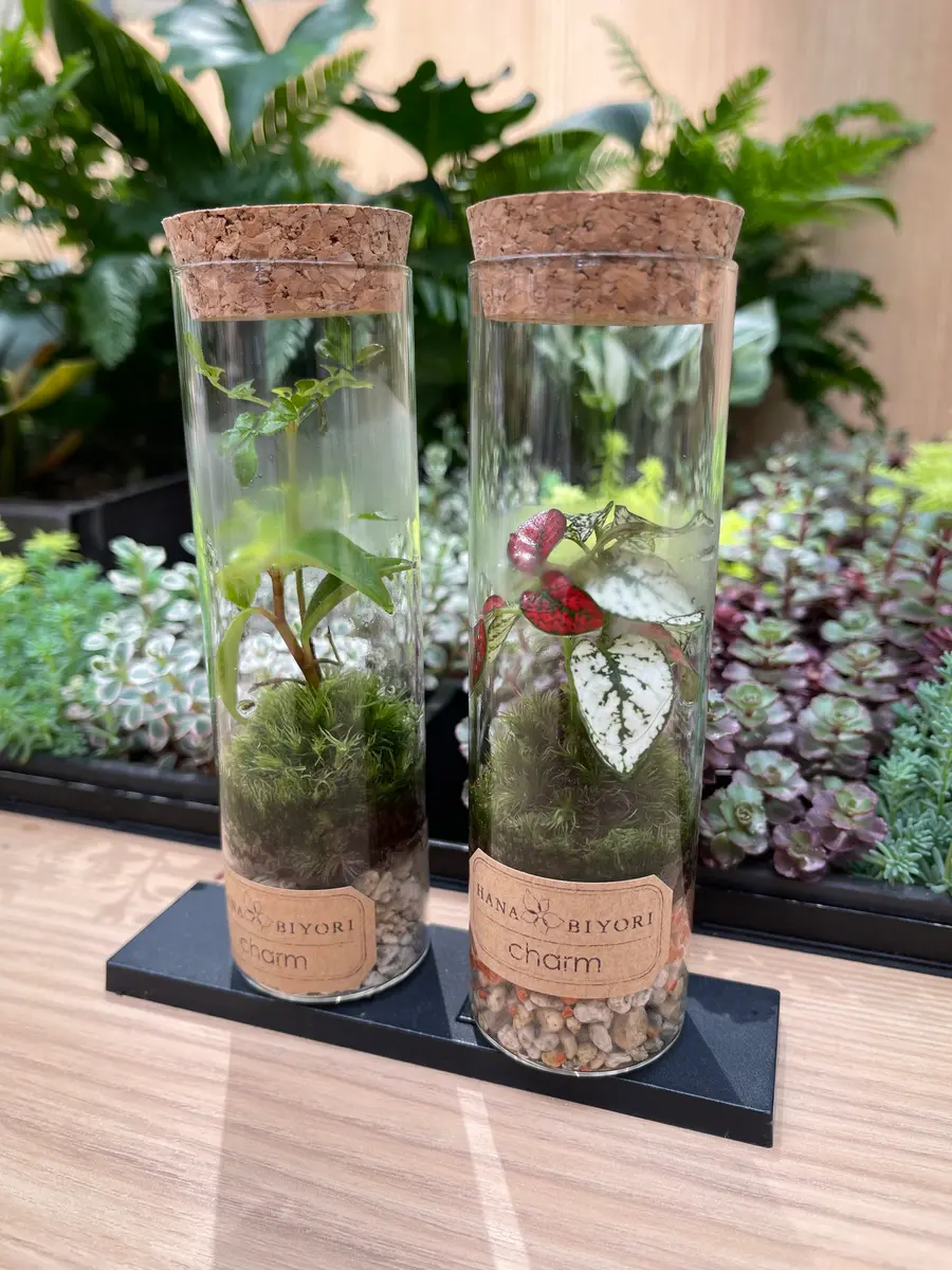福袋 | レディースファッション通販【公式】 観葉植物？の名前が分かりません、どなたか教えていただけま その他