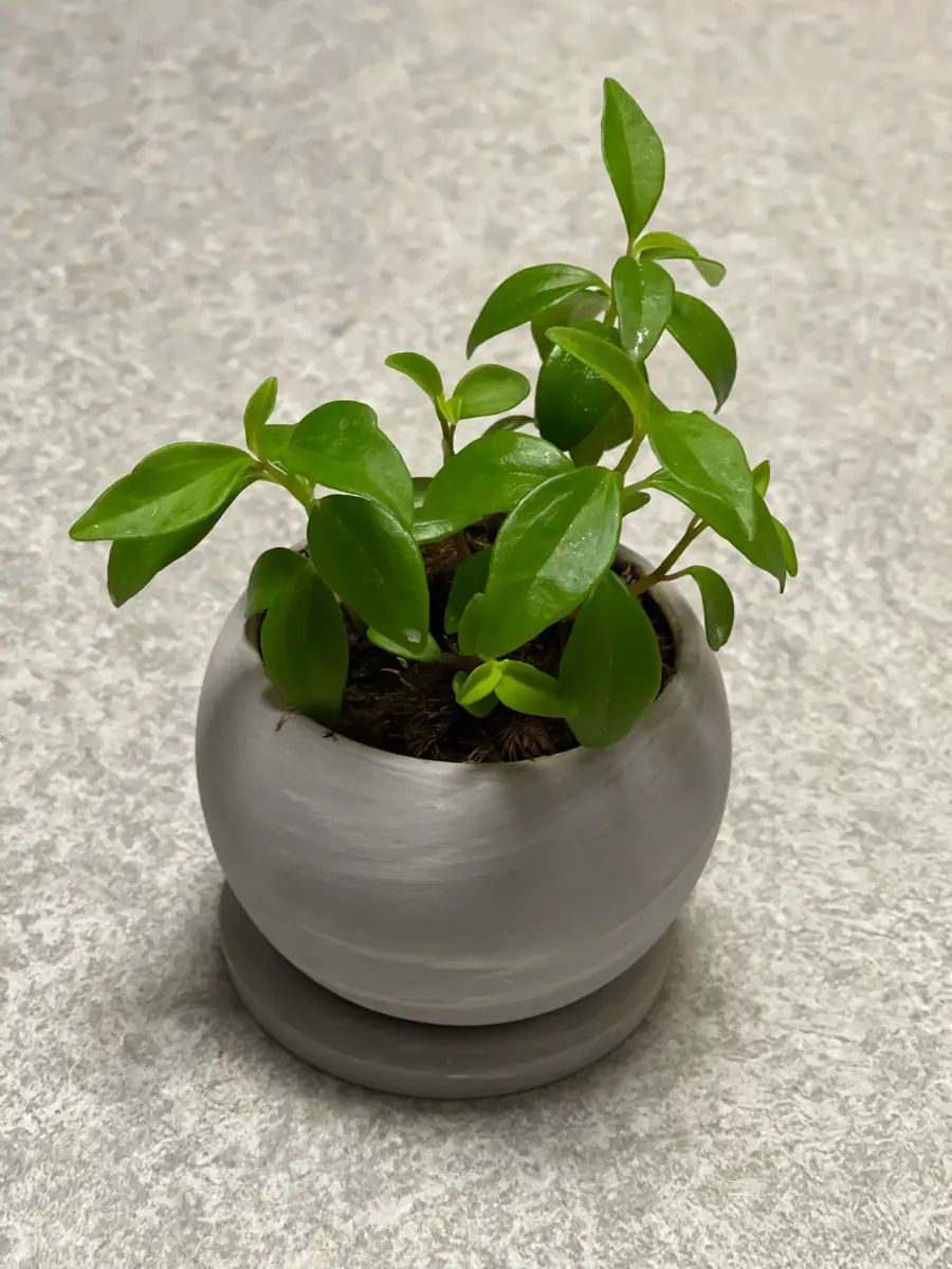 爆買いしたくなる 観葉植物？の名前が分かりません、どなたか教えていただけま その他