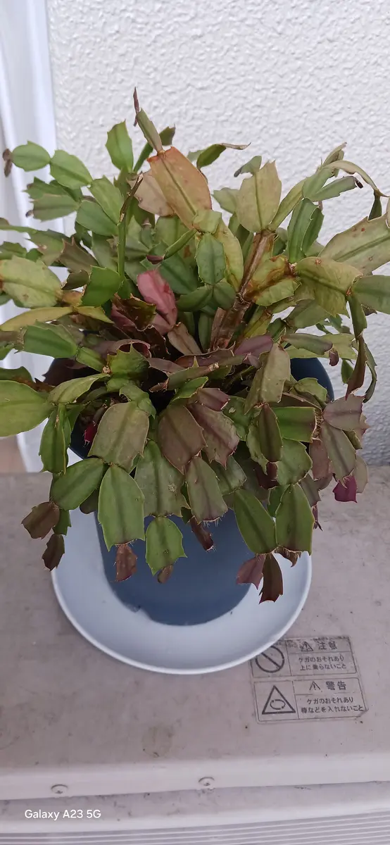 多肉植物 シャコバサボテン AN061 (葉挿し用.根が無し) 多肉植物 シャコバサボテン AN061 (葉挿し用.根が無し) 根が出たけど、芽