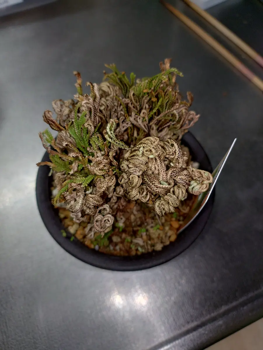 イワヒバ95 山野草 溶岩石 岩ヒバ 岩ひば 岩松 （イワヒバ17 溶岩付け  