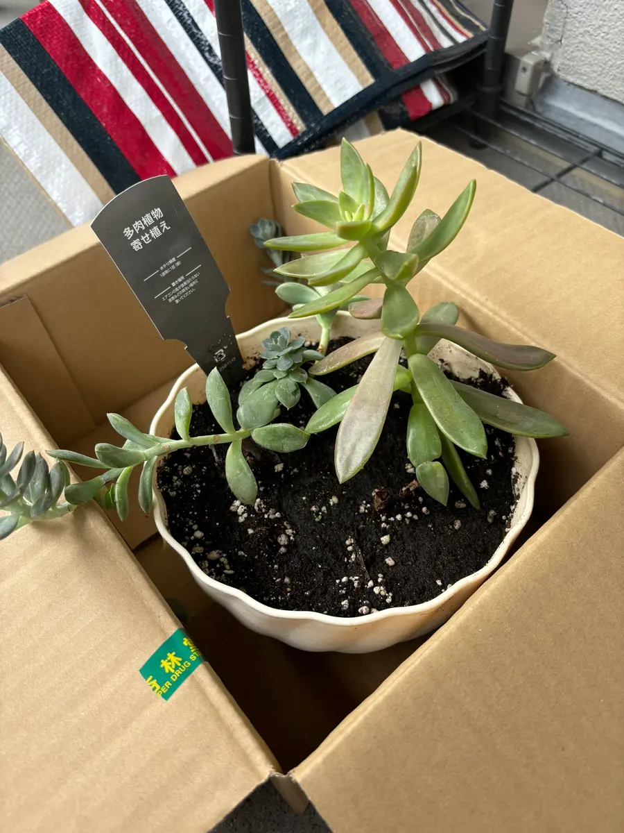 ドラッグストアで半額になっていた多肉植物をお迎えしました
