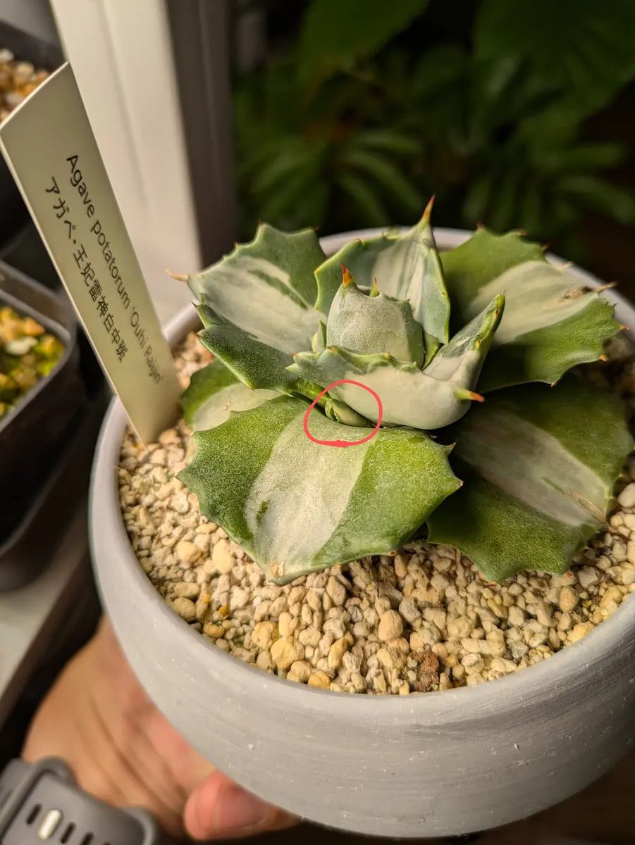 アガベ フェロックス白中斑 初質問です。今年の夏から育てているアガベの王妃雷神白中斑に