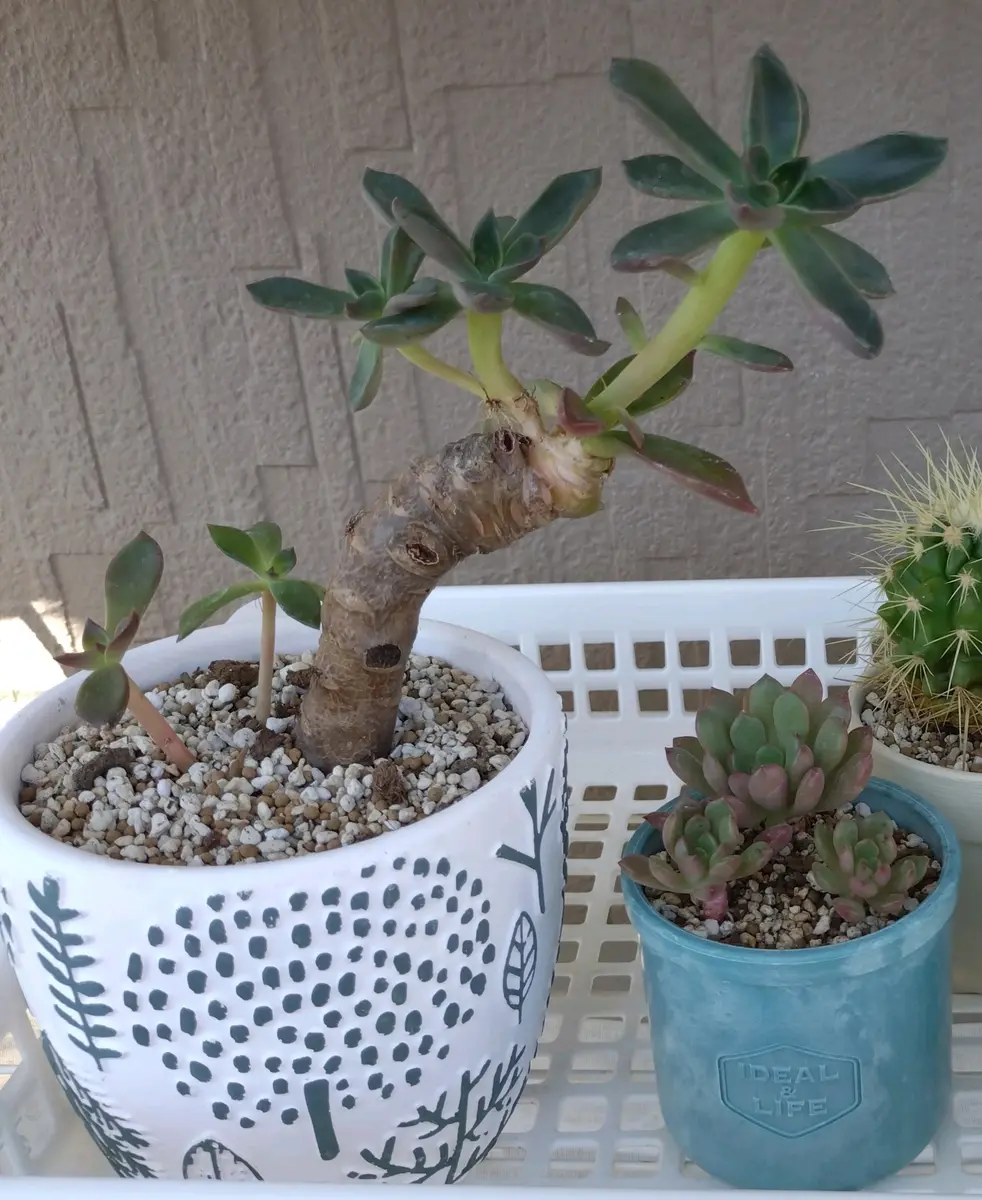 近所の高齢の方に多肉をもらってほしいと言われ、木化と徒長し