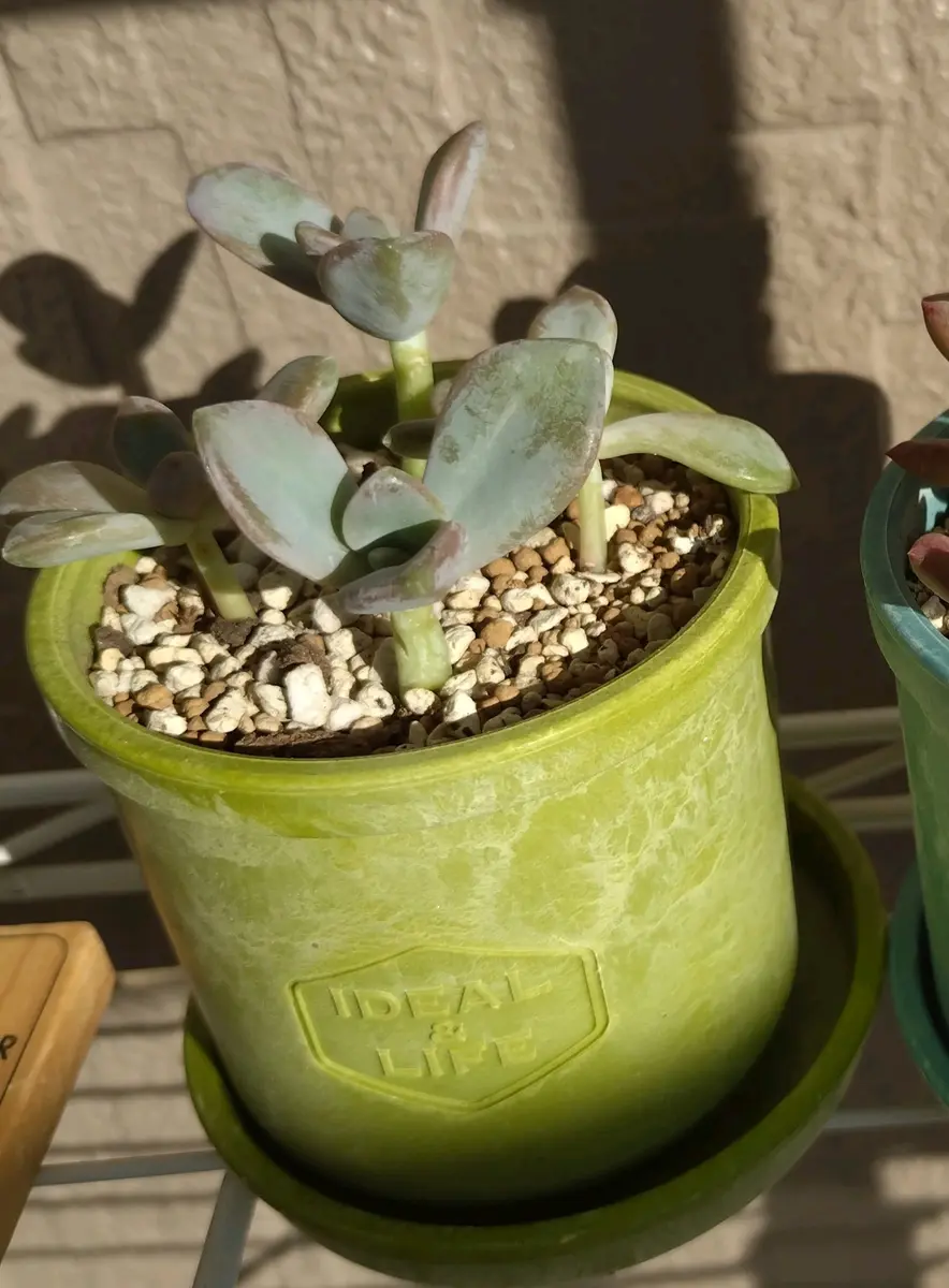 近所の高齢の方に多肉をもらってほしいと言われ、木化と徒長し