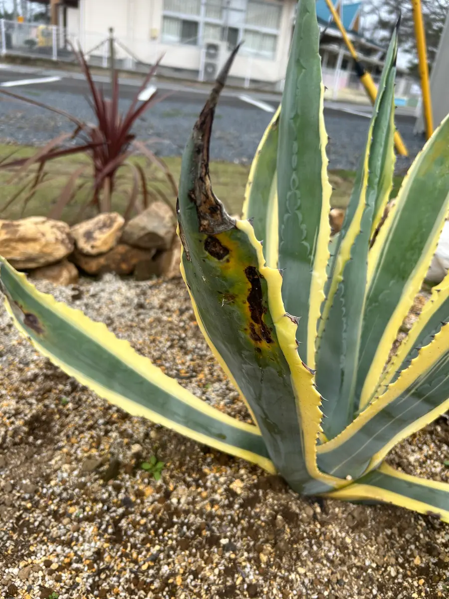 アガベ アメリカーナ アメリカーナ錦