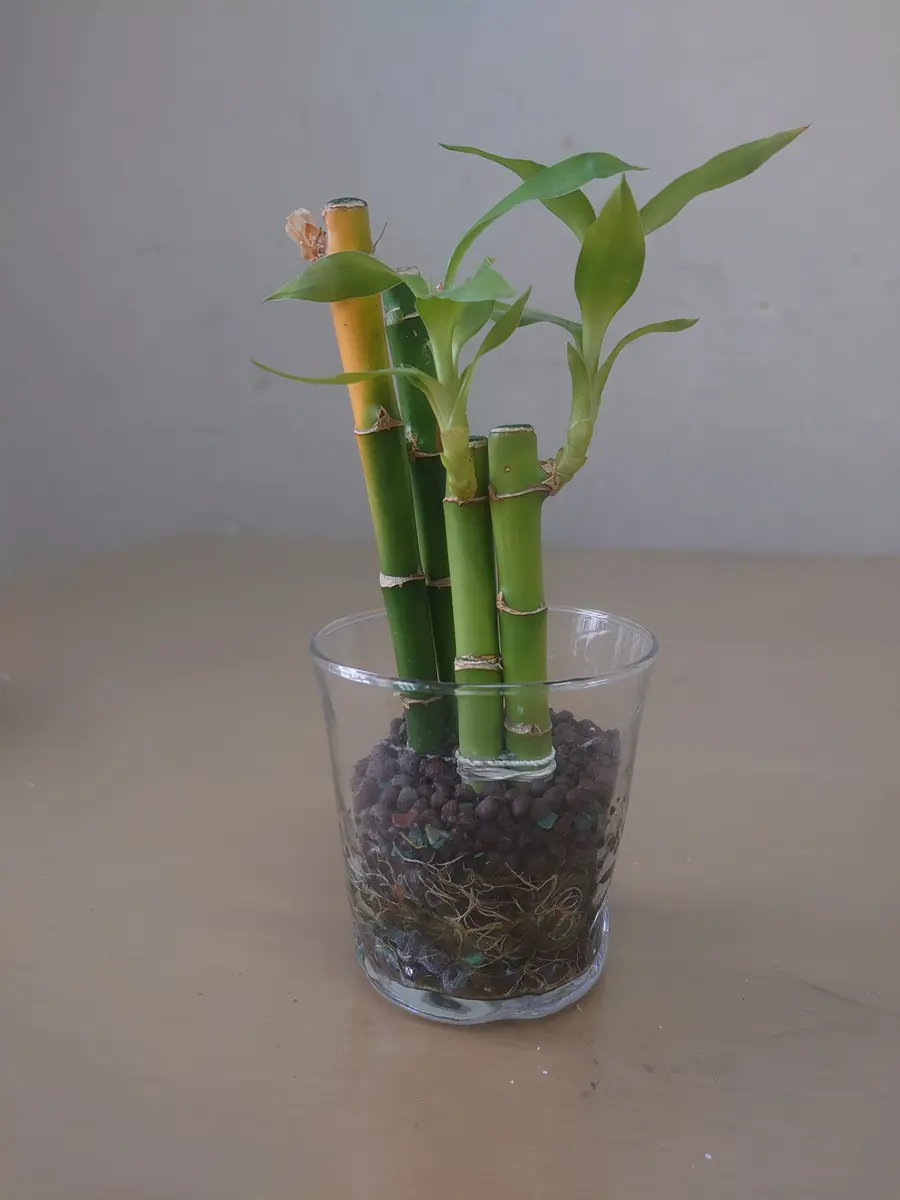 確認用 ミリオンバンブー水栽培