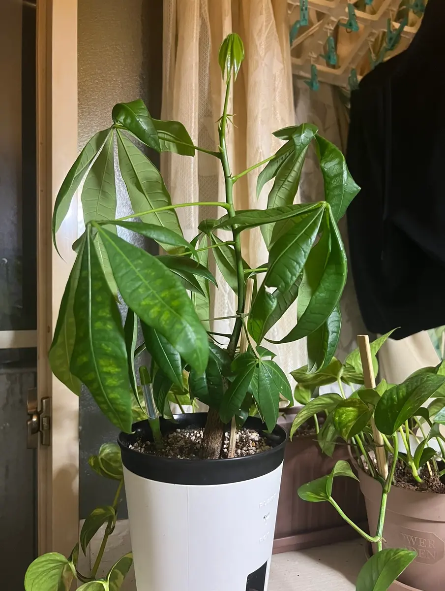 2024実生苗セットw 4センチポット