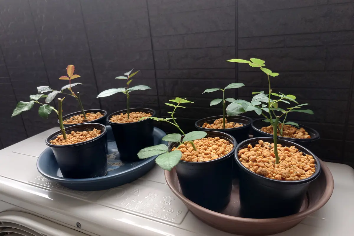 バラ 挿し木苗 ガブ 【公式通販】