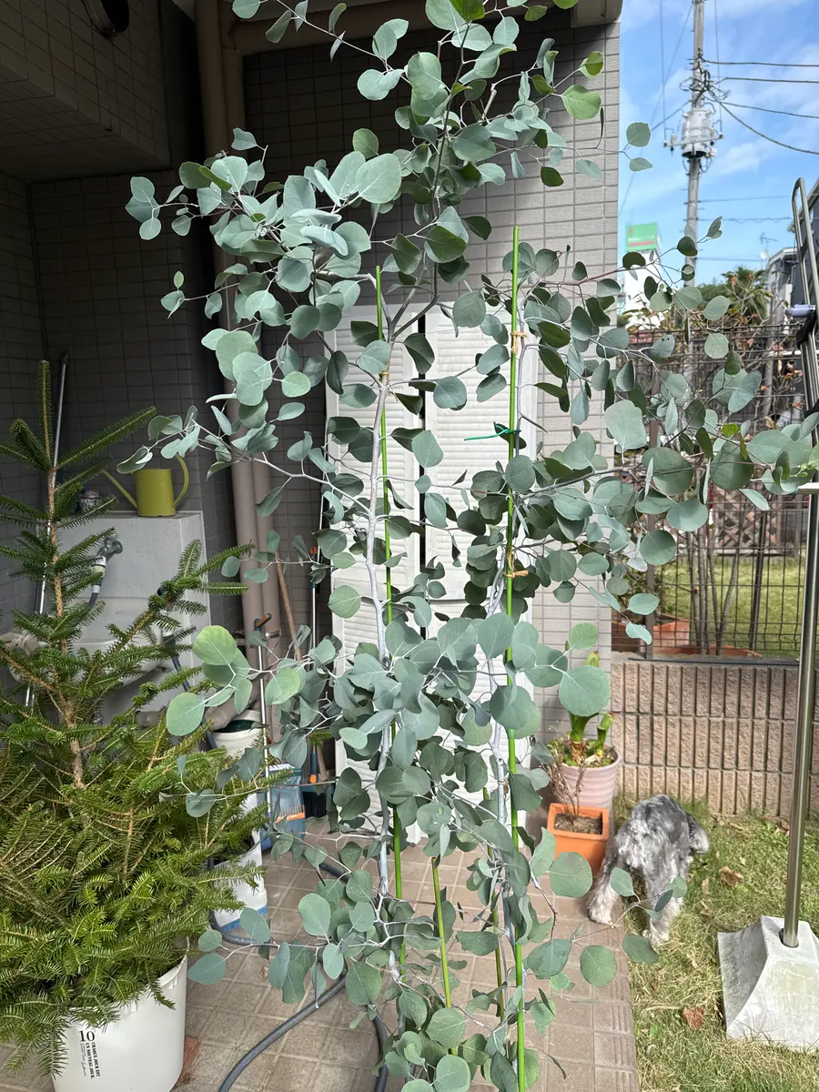 今年の4月から、ユーカリポポラスを栽培してます。購入後、植｜園芸