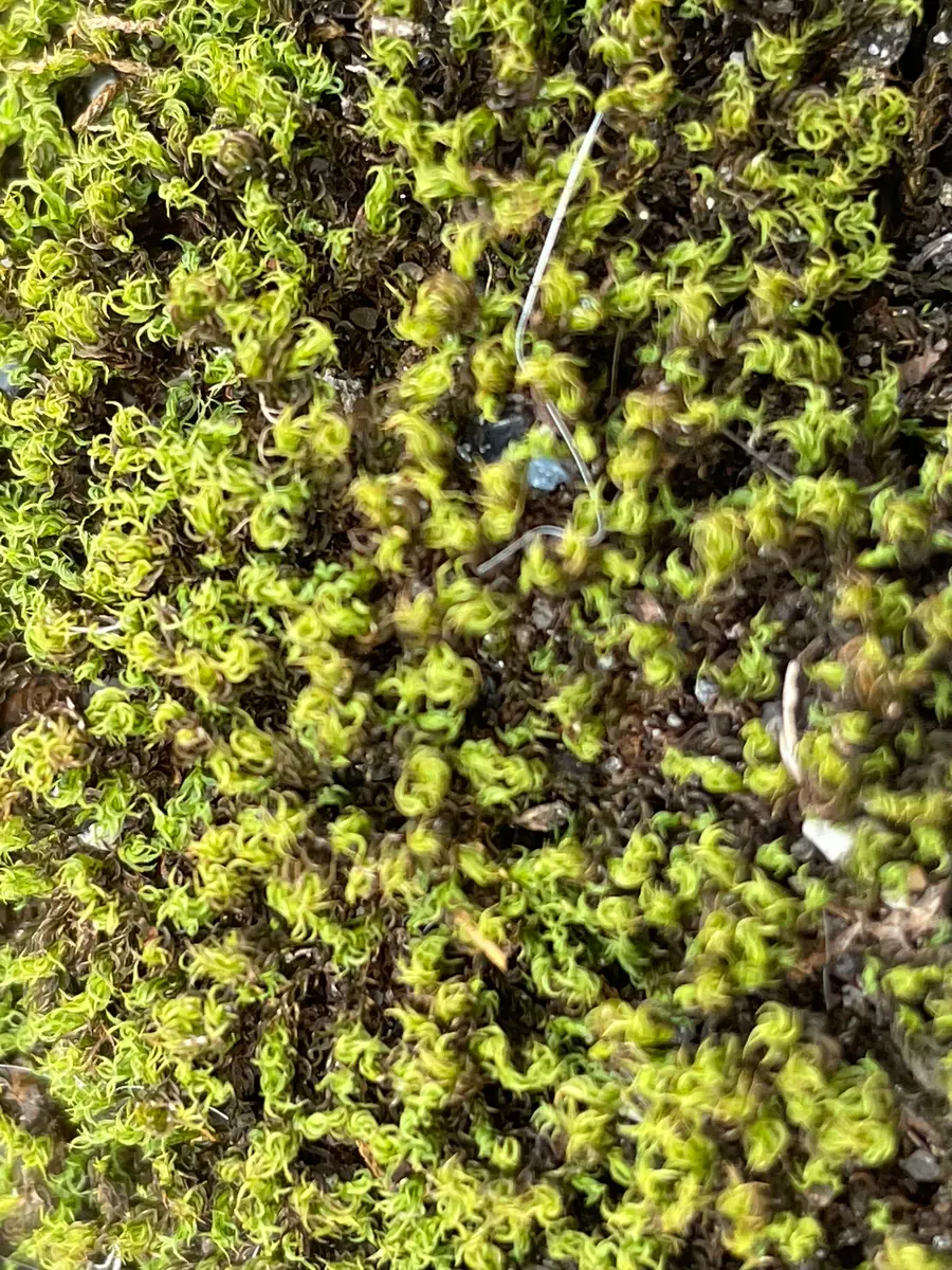 苔の種類について質問です。写真の苔はハマキゴケで合っていま
