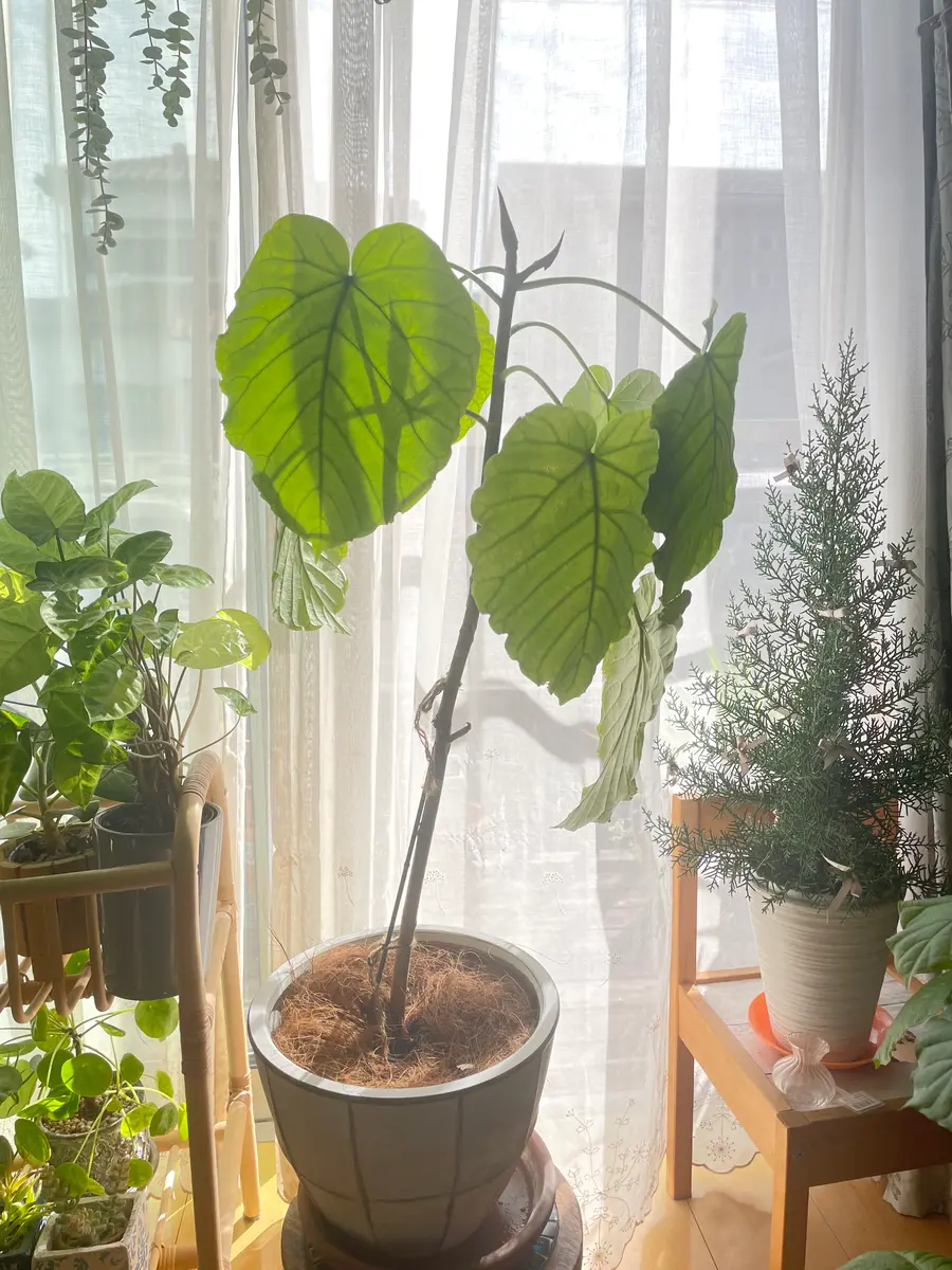 オリーブの木,た植物/観葉植物 シプレッシーノ『特大、綺麗な樹