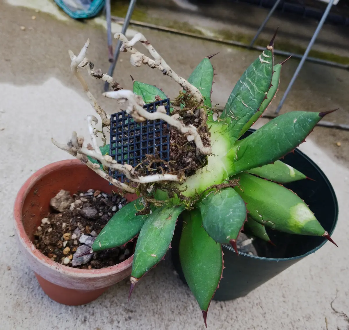 アガベ『イシスメンシス』※送料込み | Planet Plants プラネット