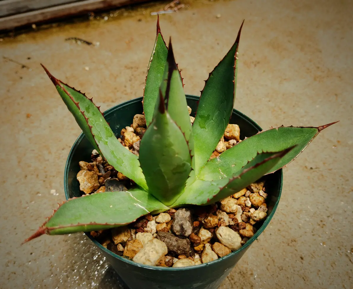 6月末にメルカリで購入したアガベ（イシスメンシス？）です2｜園芸