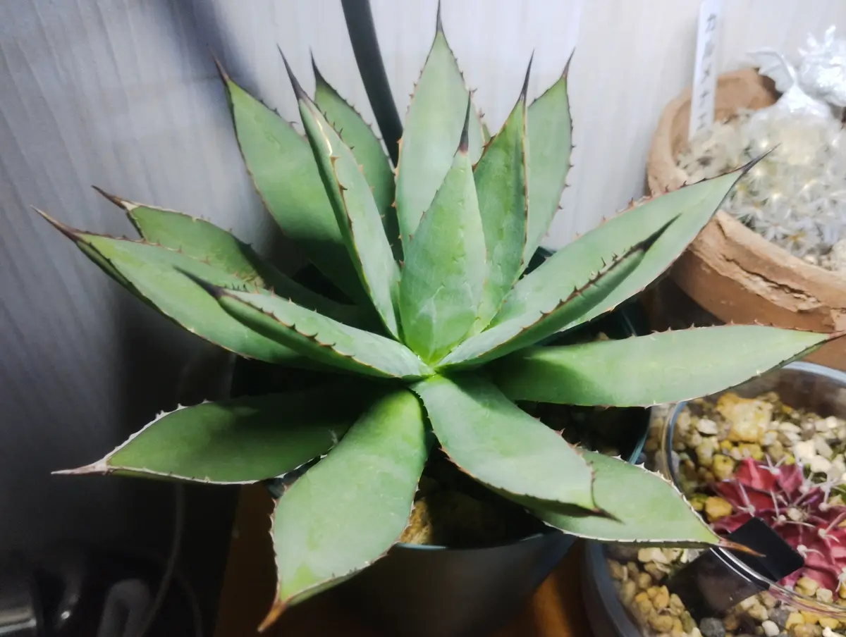 アガベ　イシスメンシス　大株　鉢ごと発送 6月末にメルカリで購入したアガベ（イシスメンシス？）です2｜園芸