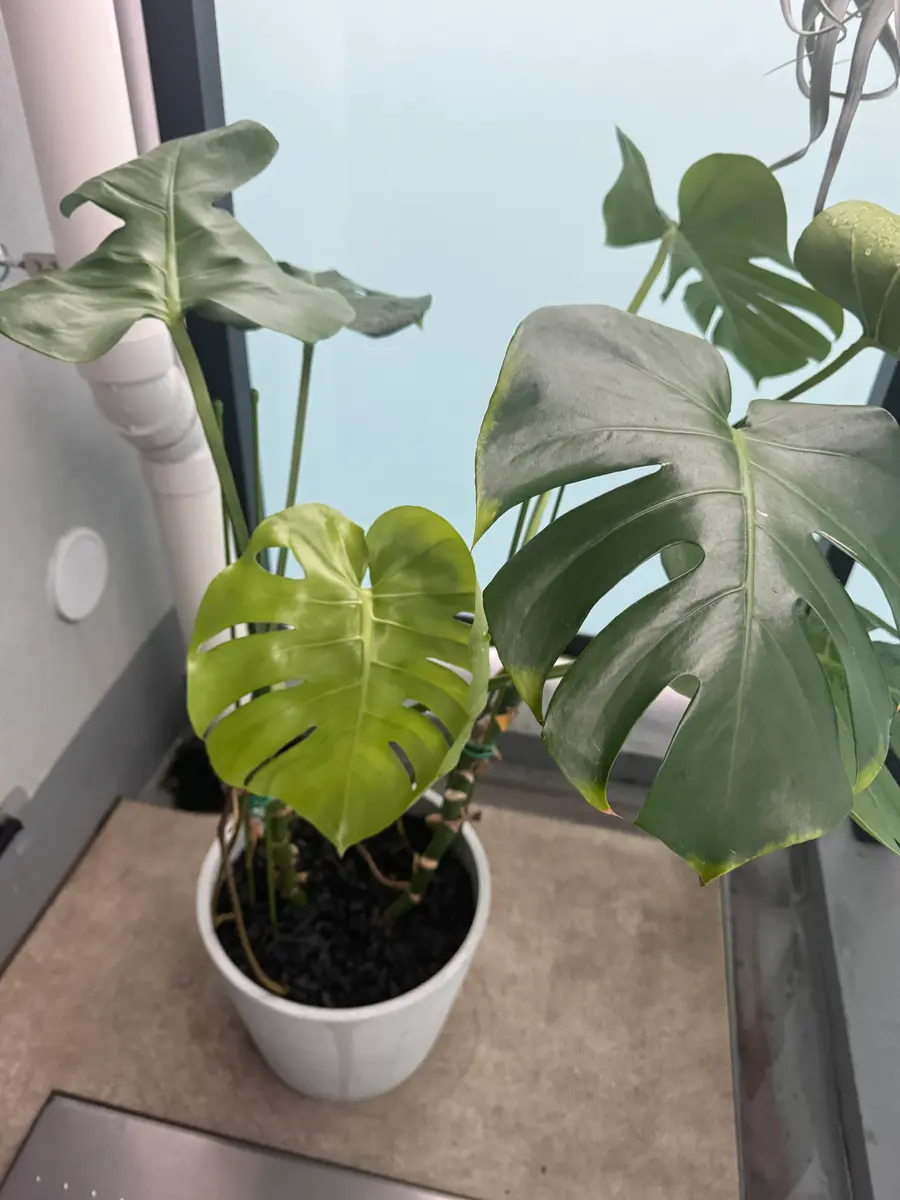 モンステラです。今年の7月に10号の鉢へ植え替えをしたのです