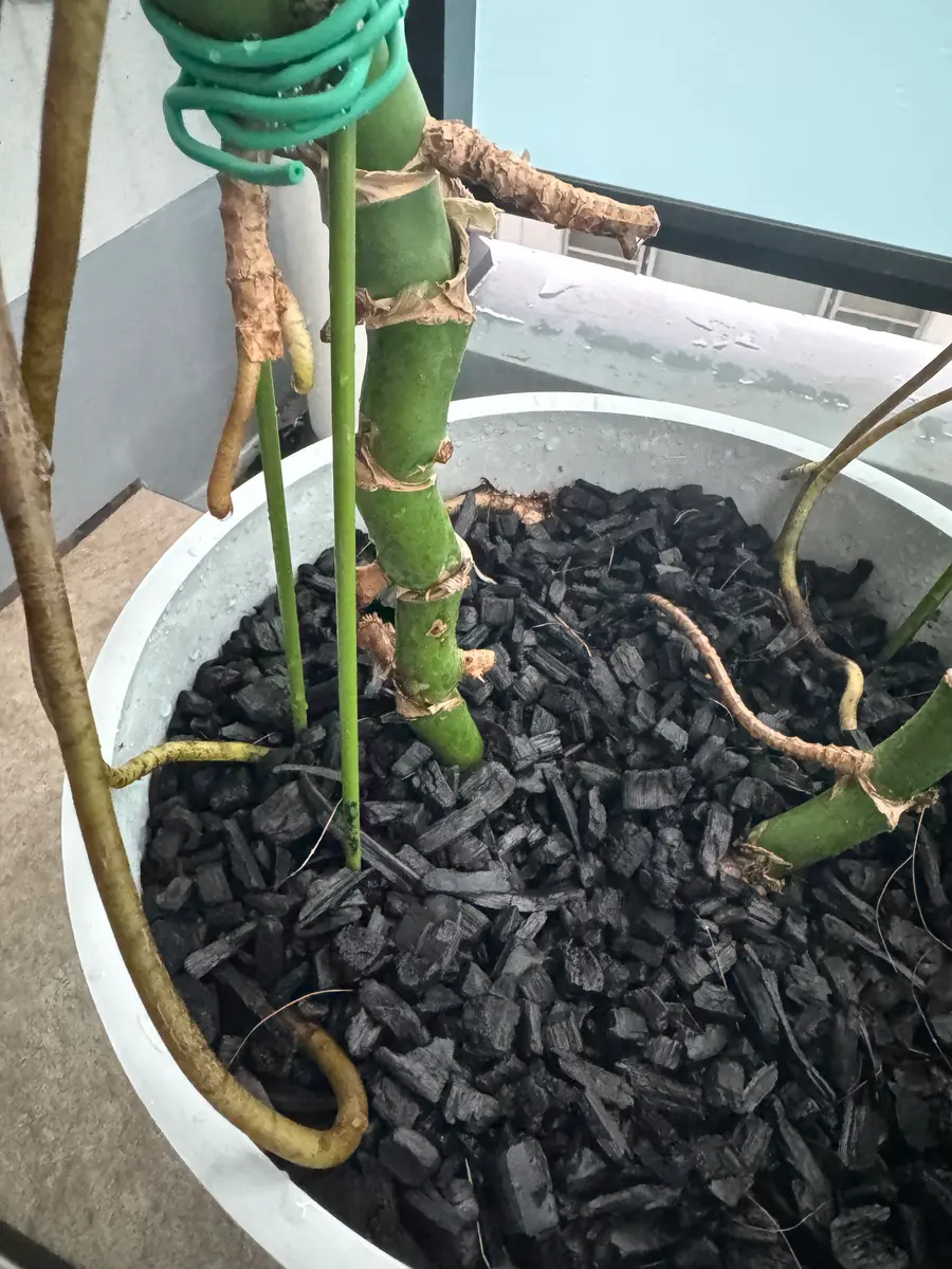 モンステラです。今年の7月に10号の鉢へ植え替えをしたのです