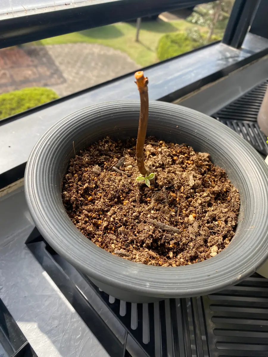⭐️専用⭐️観葉植物 斑入りオカメヅタ 新芽カット苗 5本 挿し穂 ガーデニング 楽天市場】オカメヅタ 斑入りの通販