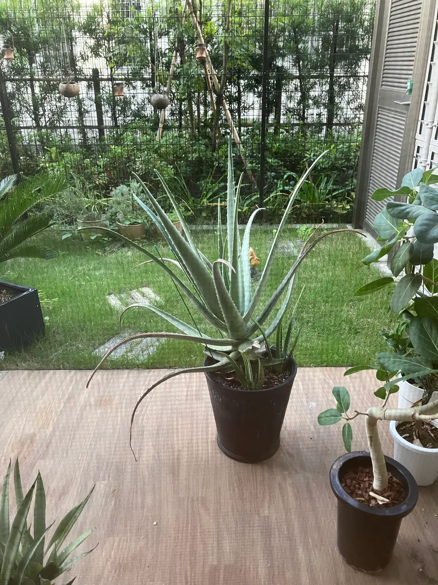 アロエベラの株分について相談です。写真のように子株が生えて