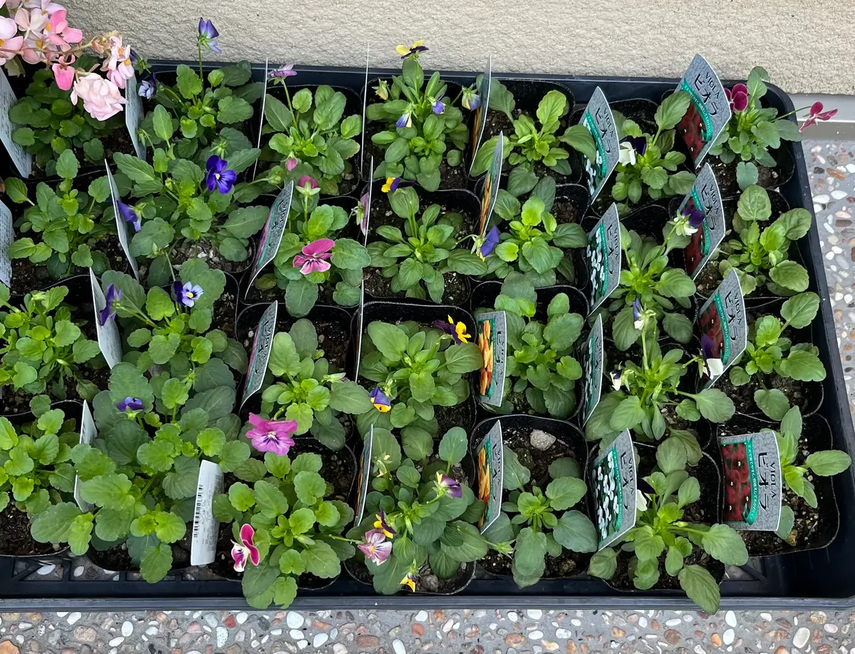 園芸店でケース売りのビオラを買ってきました。花壇植えとハン 