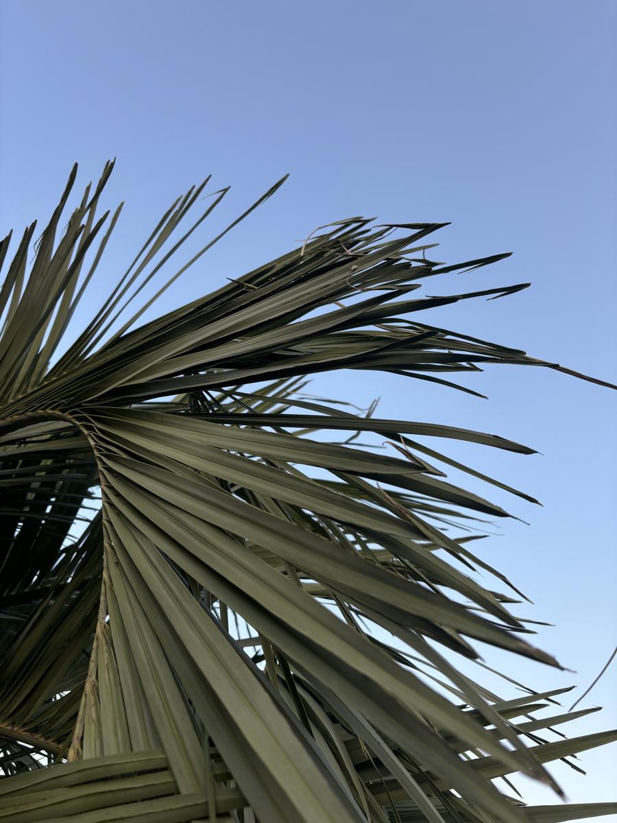 初めて投稿します。ココスヤシを地植えして10年になります 