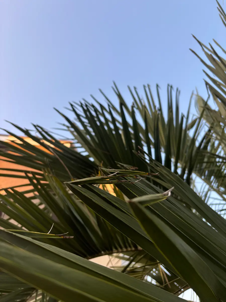 初めて投稿します。ココスヤシを地植えして10年になります 初めて投稿します。ココスヤシを地植えして10年になります