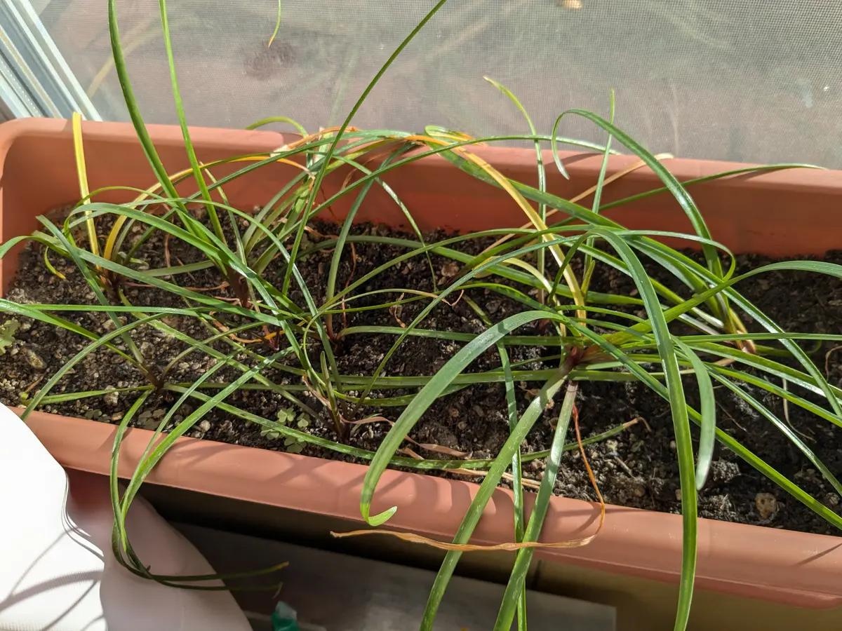 ゼフィランサスの球根を育てているのですが、一向に花が咲きそ