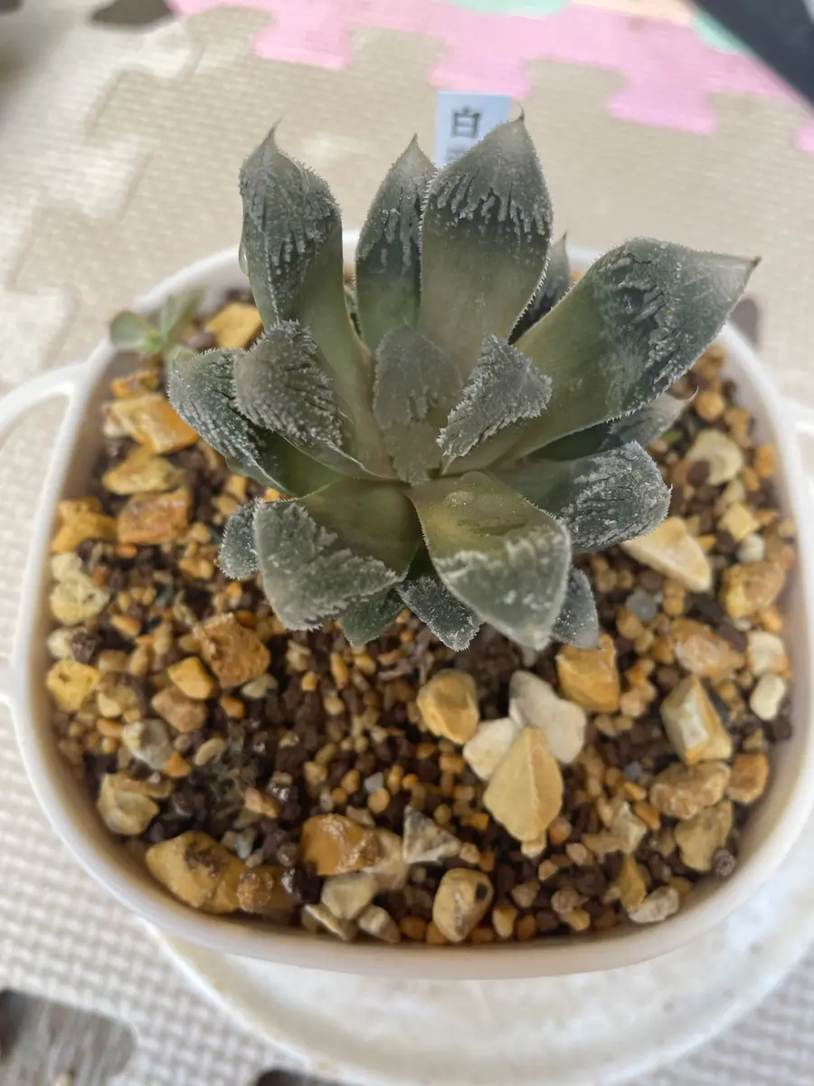 多肉植物ハオルチア 白帝城の状態ついてです。写真1枚目が元