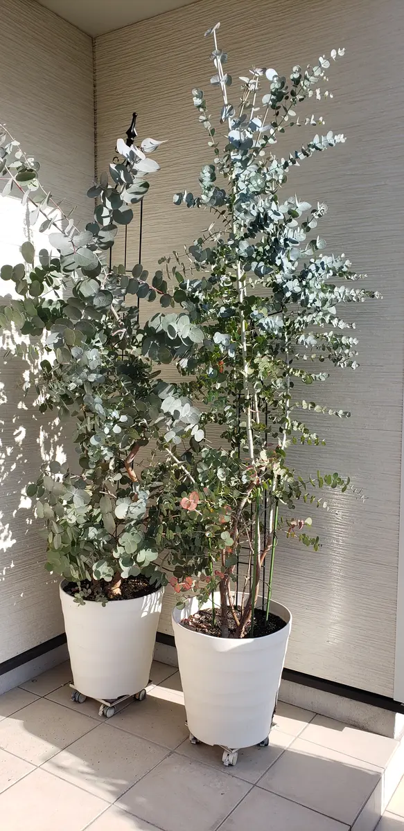 ユーカリの苗を鉢植えにして2年経過しました。向かって左がゴニ