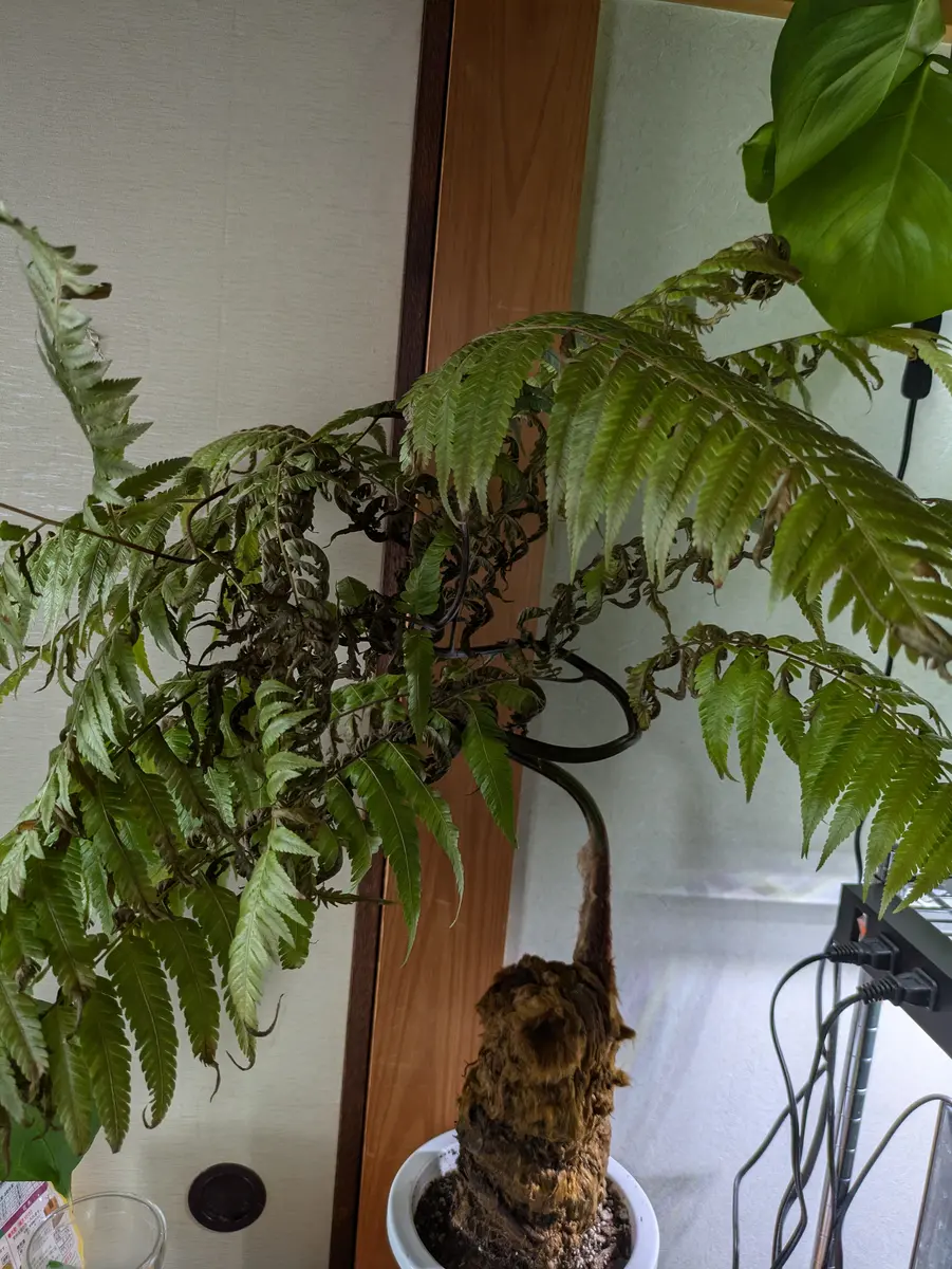 キンモウコウが葉がしわしわになって枯れてしまうのですがどう