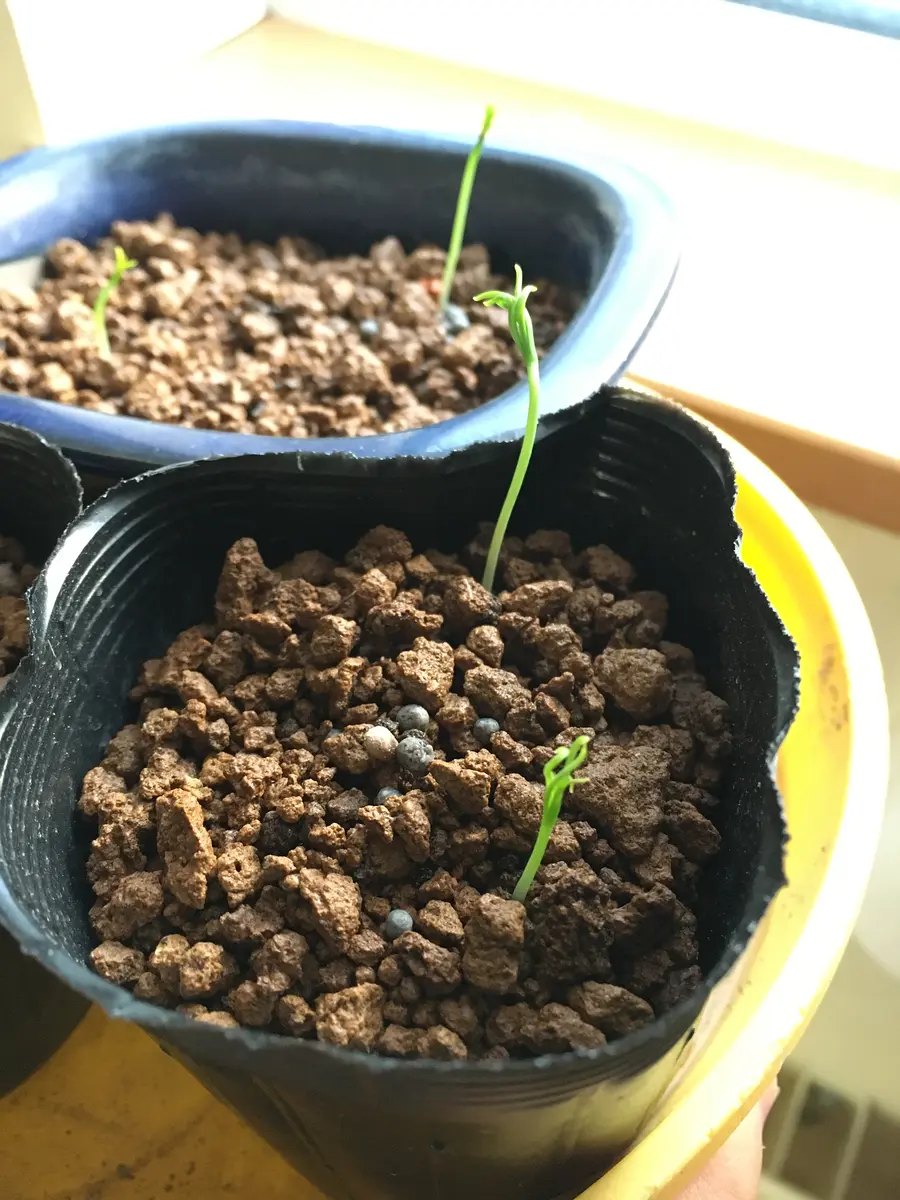 貴重　マカ種子　3万粒　約10a分　栽培マニュアル付 10/20に蒔いた松の種を室内に置いといたら発芽しました。松と｜園芸