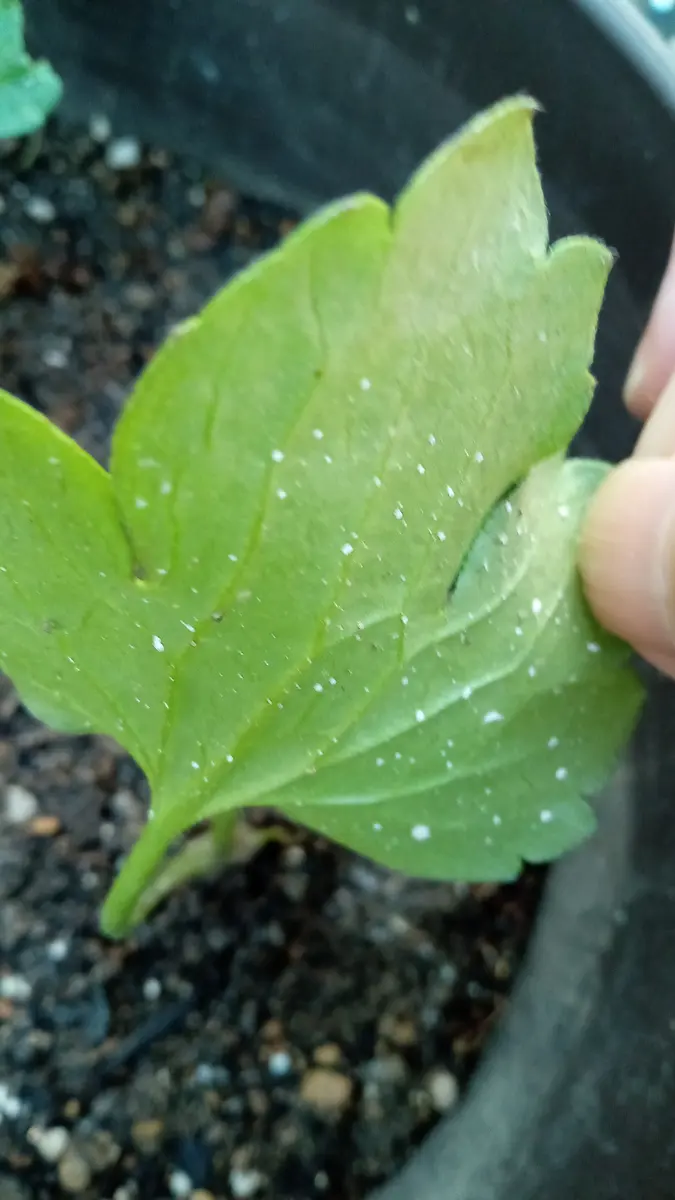 ラナンキュラスラックスの、新葉の裏側に、白い斑点が出ていま