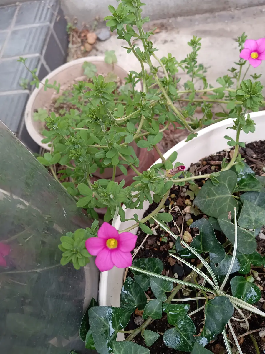 毎年この時期に花を咲かせてくれるのですが、花の名前がわかり