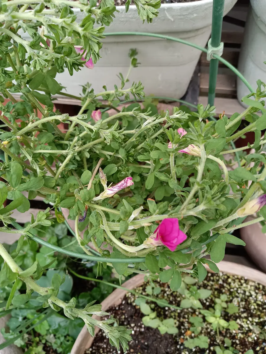 毎年この時期に花を咲かせてくれるのですが、花の名前がわかり