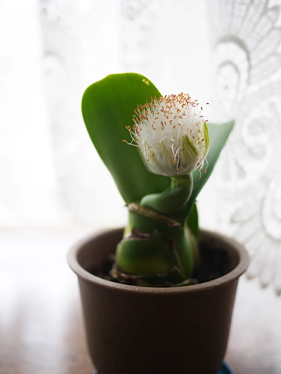 花が1つ咲いている高さ15センチのマユハケオモトを頂きました