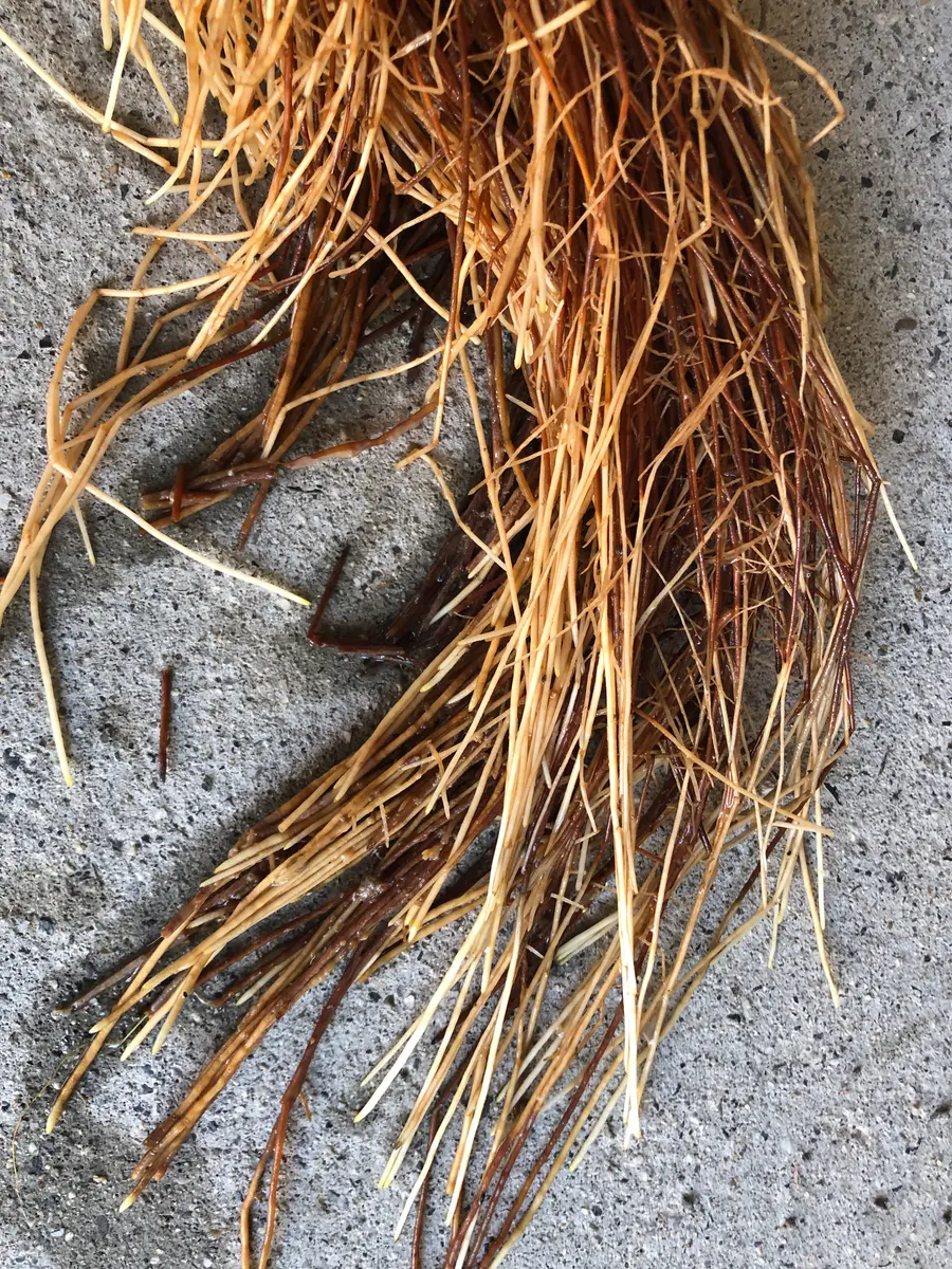 img_cache_q_40755_1_1731575427