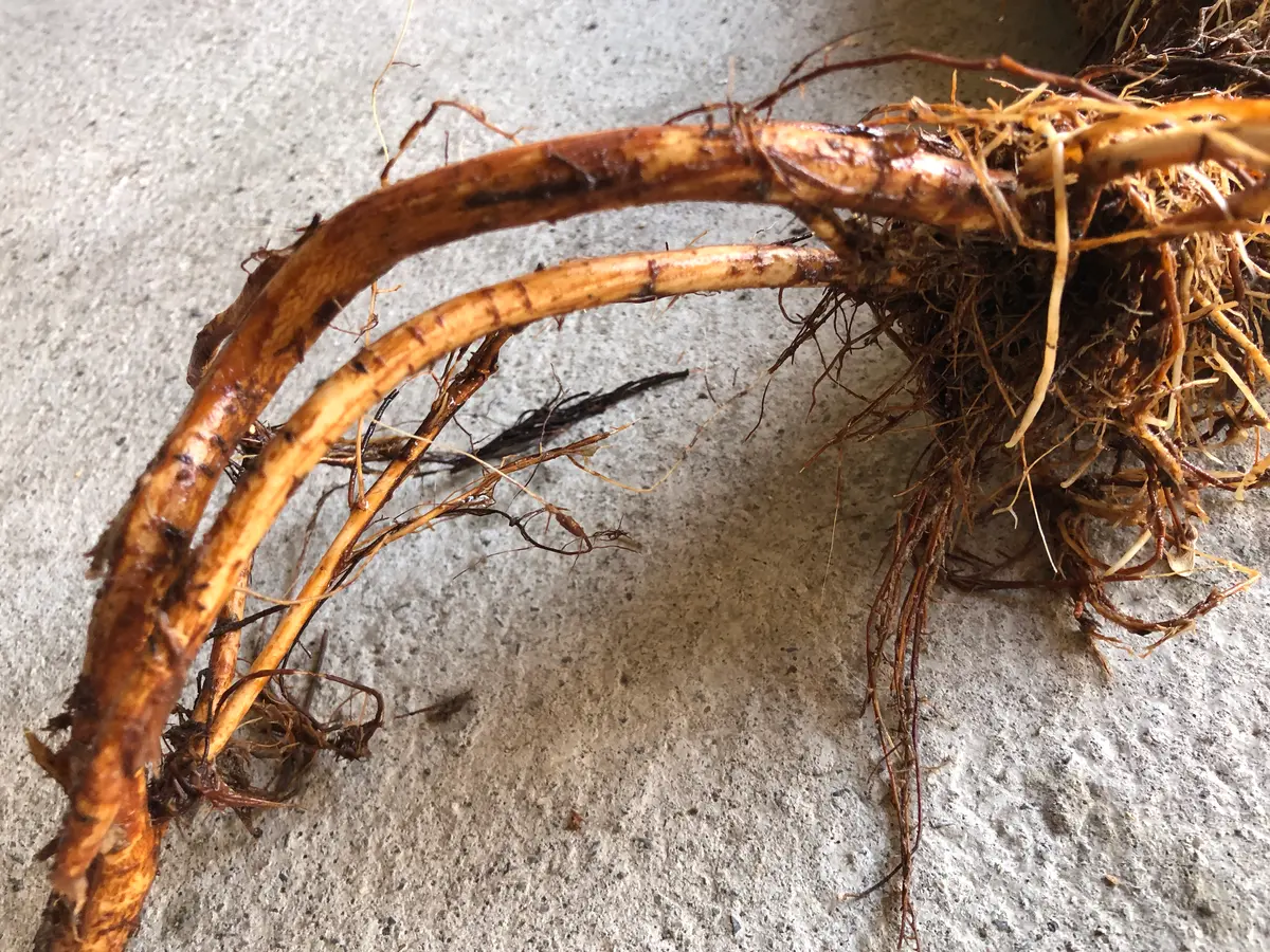 根っこ（写真）から植物名を知りたいです。 自宅の排水桝に侵｜園芸