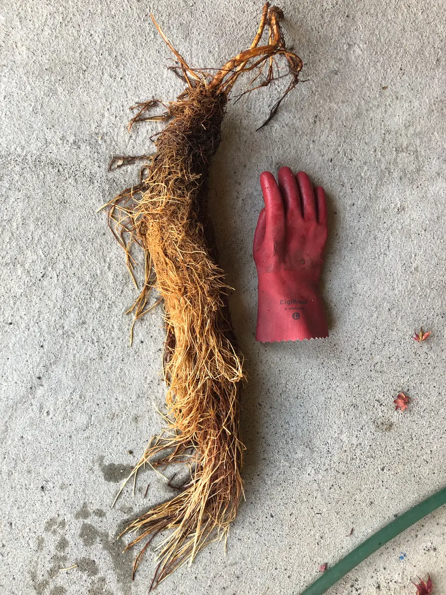 根っこ（写真）から植物名を知りたいです。 自宅の排水桝に侵｜園芸
