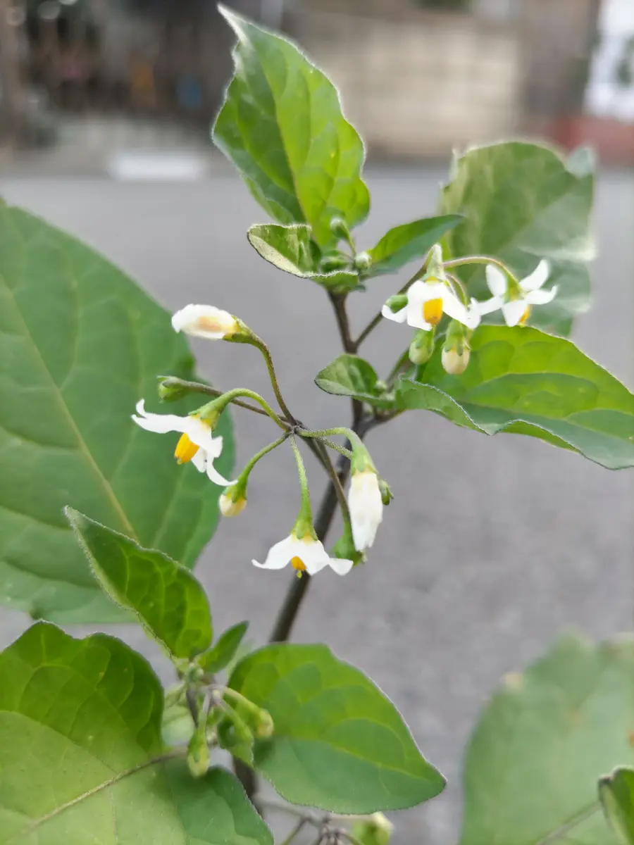 いつもありがとうございます。この草、、は雑草でしょうか？｜園芸