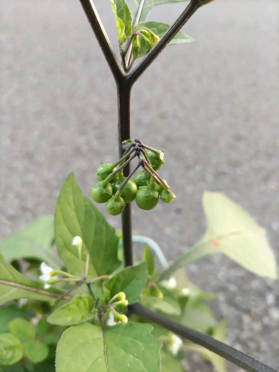 雑草 いつもありがとうございます。この草、、は雑草でしょうか？｜園芸