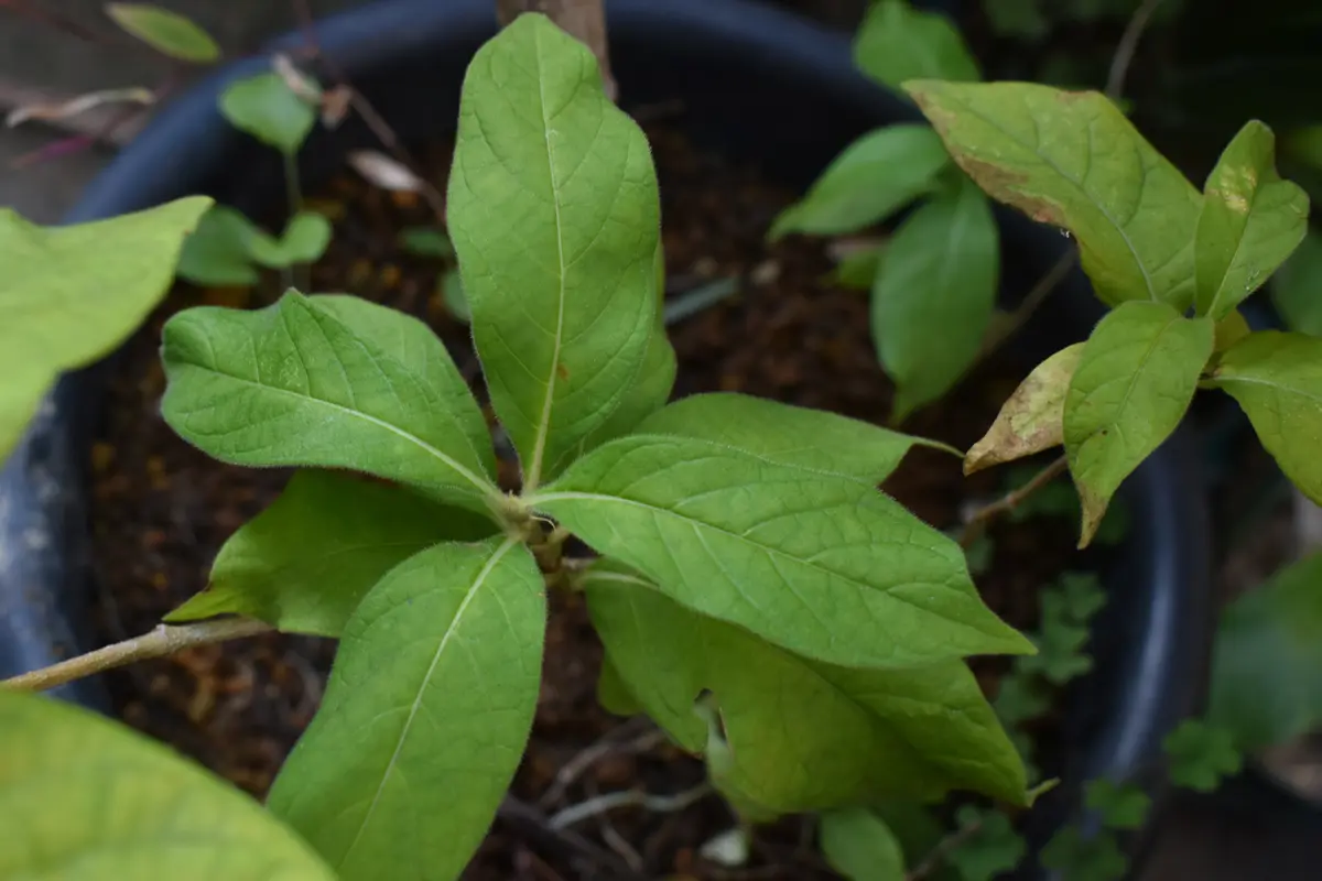 img_cache_q_40826_1_1731834489