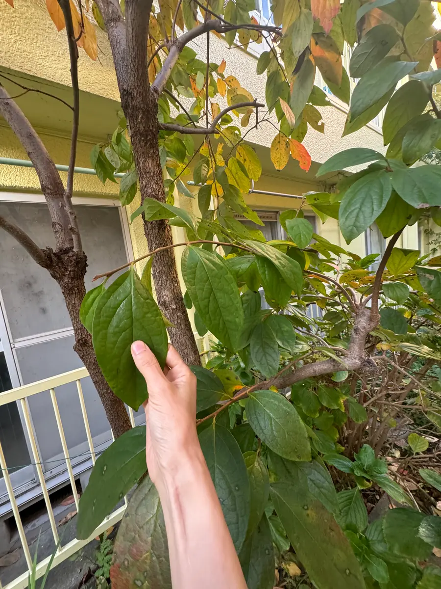 木の名前が知りたいです。我が家の前の廃屋あき地にいつの間