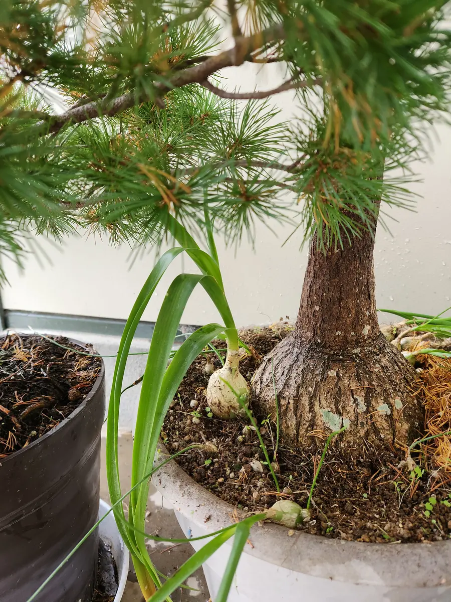 20年前にいただいたものでトックリランの根本に植え 愛でるで｜園芸