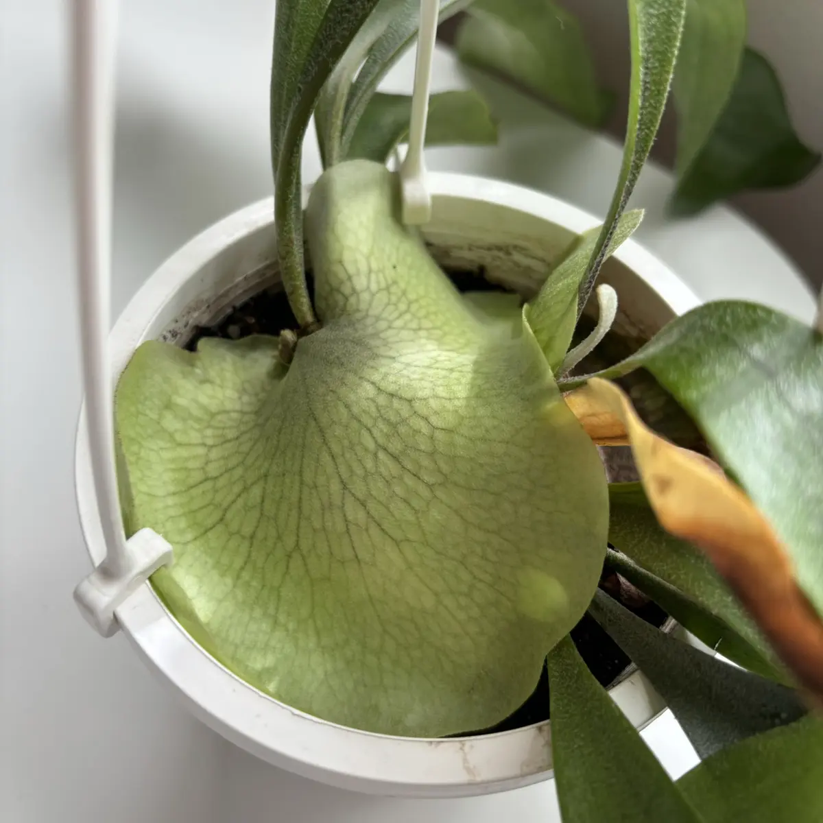 ビカクシダのこと教えてください！2024.5月にビカクシダを迎｜園芸